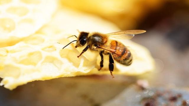 Giải mã câu hỏi ong bay vào nhà đánh con gì?